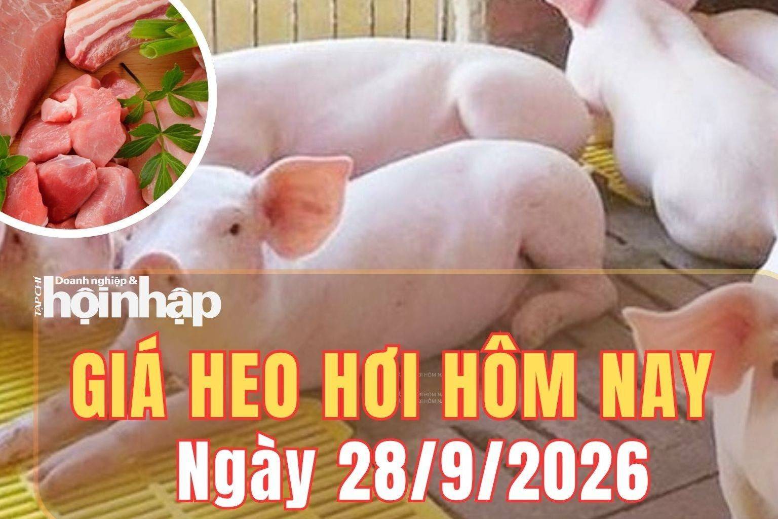 Giá heo hơi hôm nay 28/9 /2026: Giá heo hơig iảm nhanh trên cả ba miền, thấp nhất 56.000 đồng/kg