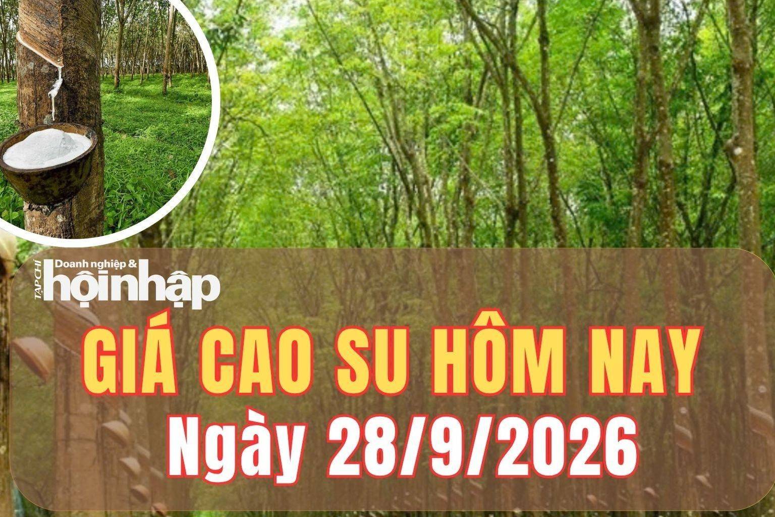 Giá cao su hôm nay 28/9/2026: Giá cao su trên sàn TOCOM trái chiều, sàn SHFE tăng mạnh