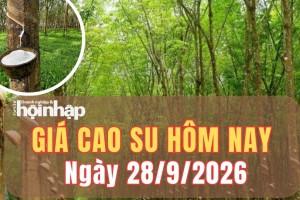 Giá cao su hôm nay 28/9/2026: Giá cao su trên sàn TOCOM trái chiều, sàn SHFE tăng mạnh