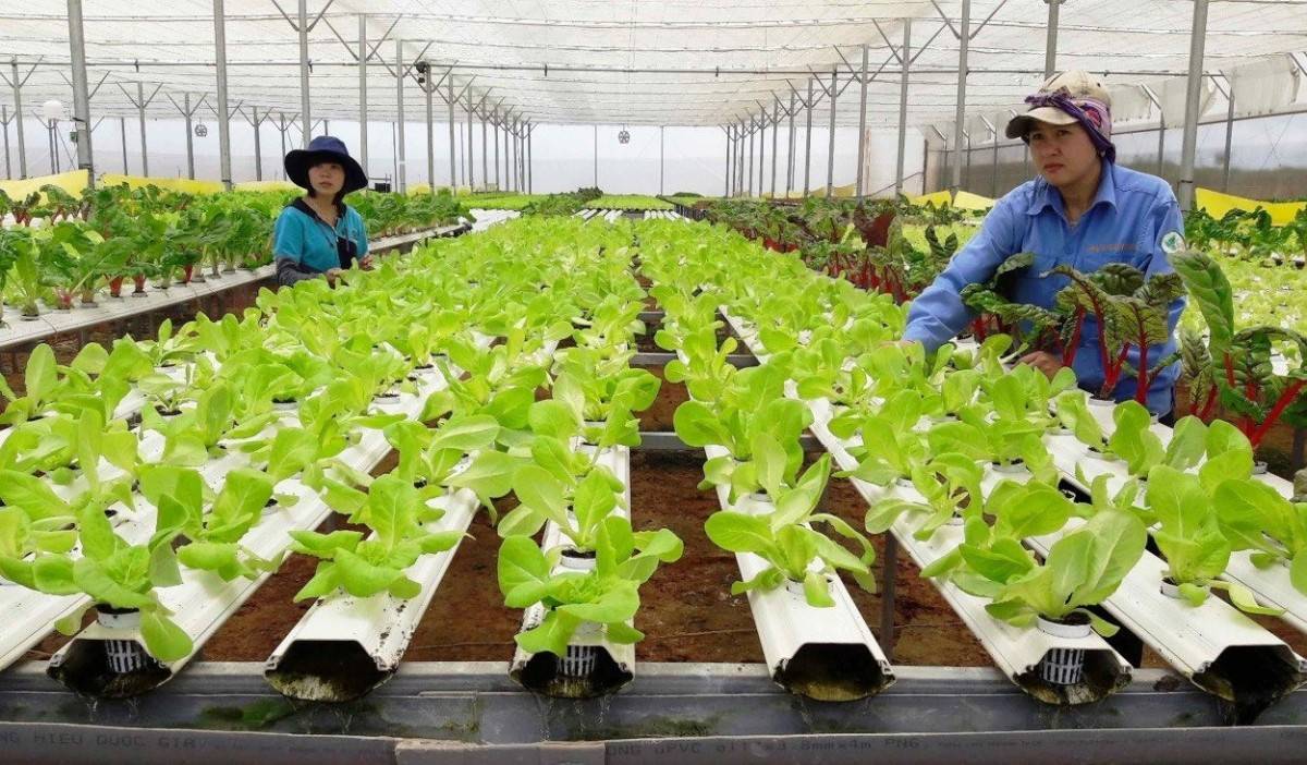 Ứng dụng công nghệ cao trong canh tác rau an toàn tại Vĩnh Long - Ảnh: https://thiennhienmoitruong.vn