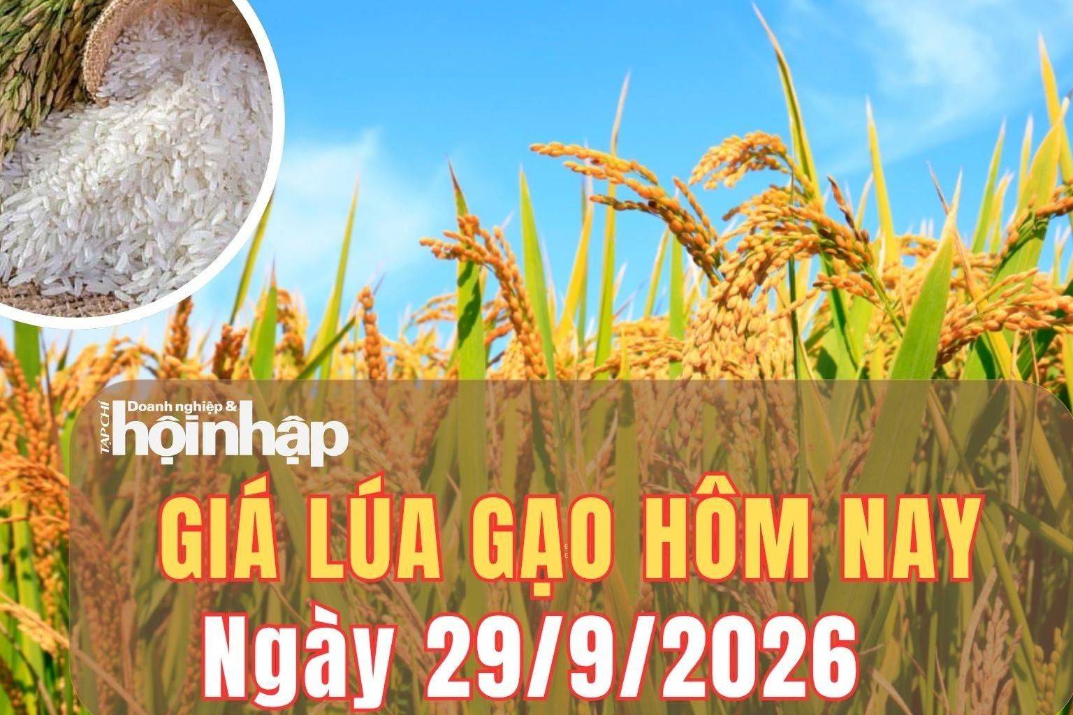 Giá lúa gạo hôm nay 29/9/2026: Giá gạo nguyên liệu tăng nhẹ, tấm thơm tăng 100 đồng/kg