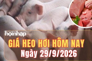 Giá heo hơi hôm nay 29/9 /2026: Nhiều địa phương đồng loạt giảm, thị trường về 56.000 - 58.000 đồng/kg