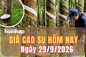Giá cao su hôm nay 29/9/2026: Giá cao su trên sàn SHFE đảo chiều giảm mạnh