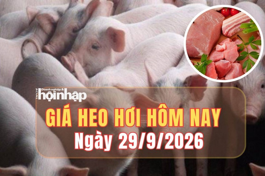giá heo hơi