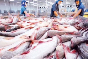 Xuất khẩu cá tra 8 tháng tăng 12%: CPTPP chững lại, thị trường Anh bứt phá