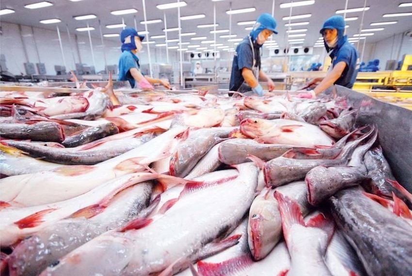 Xuất khẩu cá tra Việt Nam sang các thị trường CPTPP và Anh diễn biến trái chiều trong 8 tháng đầu năm 2026