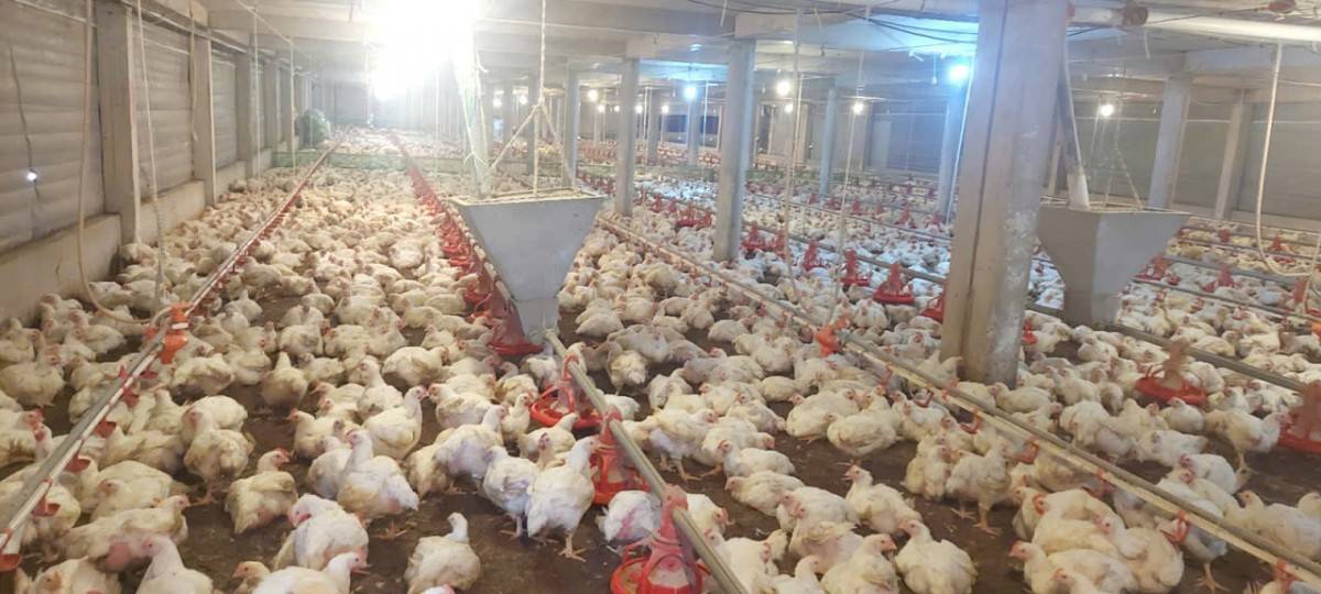 chăn nuôi tuần hoàn đang trở thành một hướng đi quan trọng nhằm sử dụng hiệu quả tài nguyên