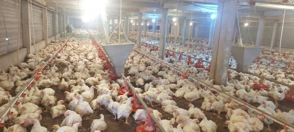 Chăn nuôi tuần hoàn: Biến chất thải thành tài nguyên
