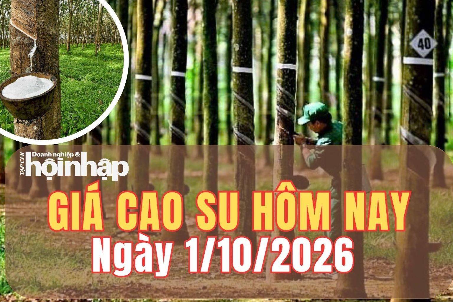 Giá cao su hôm nay 1/10/2026: Giá cao su thế giới tăng mạnh