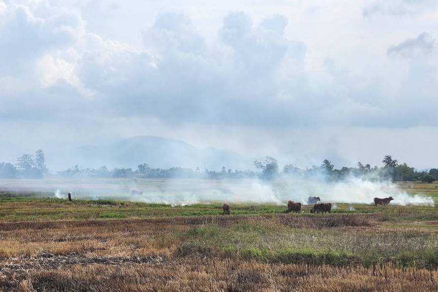 Biochar và cuộc chơi mới của thị trường carbon phân tán