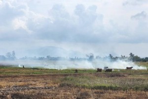 Biochar và cuộc chơi mới của thị trường carbon phân tán