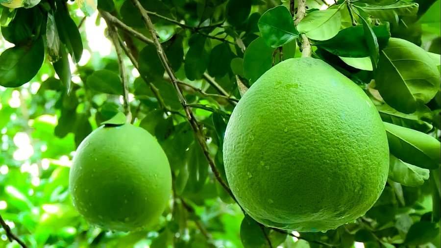 Vì sao Vĩnh Long phải siết lại chuỗi xuất khẩu bưởi sang Australia?