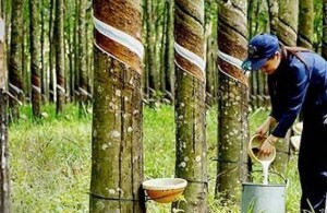 Giá cao su TSR 20 vọt lên đỉnh 13 năm, đà tăng chưa dừng lại