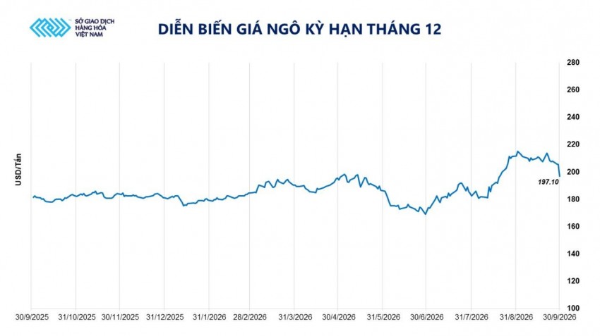 Giá ngô thế giới lao dốc hơn 4%, tồn kho Mỹ cao nhất 7 năm gây sốc thị trường