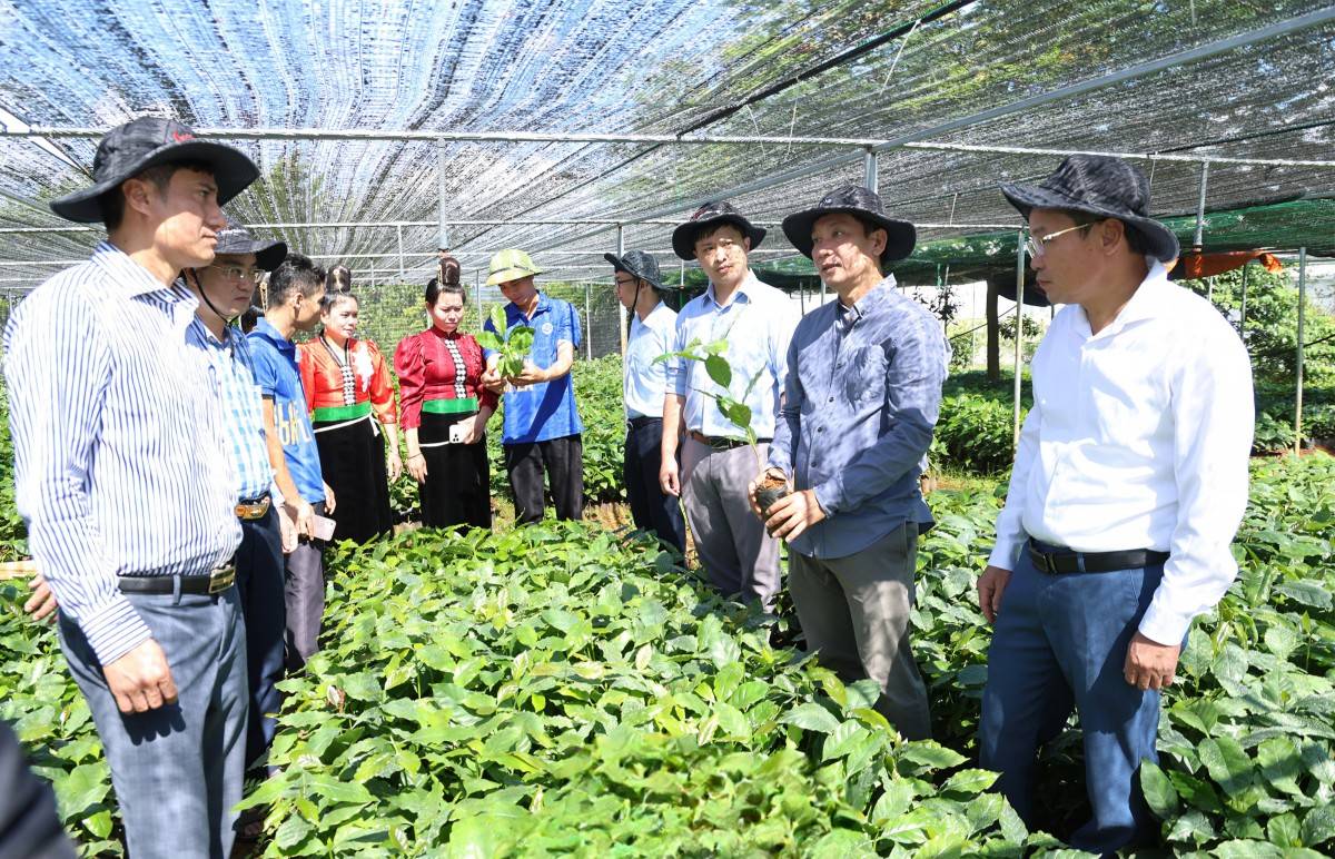 Phúc Sinh Sơn La sẵn sàng đón Lễ hội Cà phê lần thứ hai