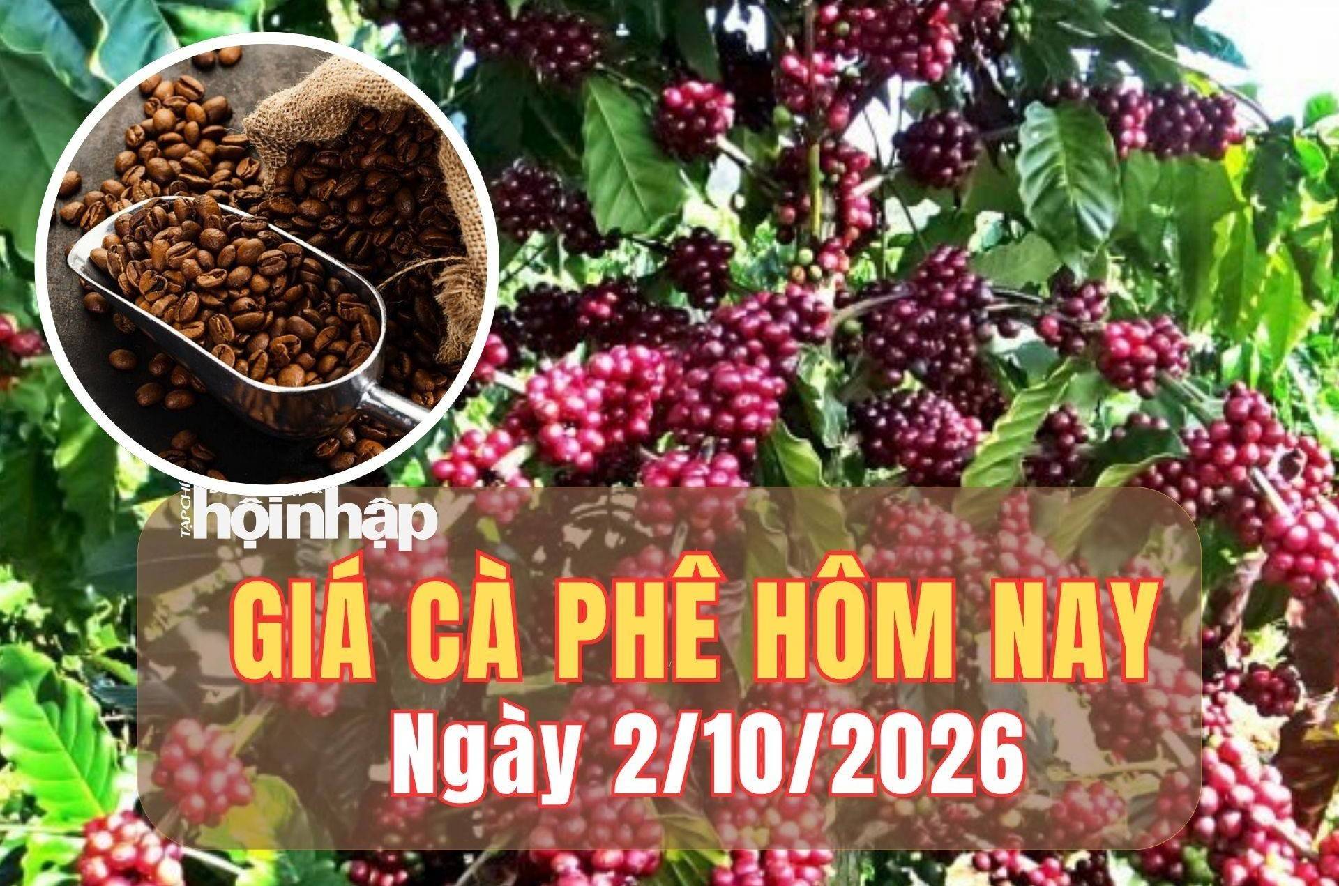 Giá cà phê hôm nay 2/10/2026: Giá cà phê trong nước tăng mạnh, robusta London trái chiều