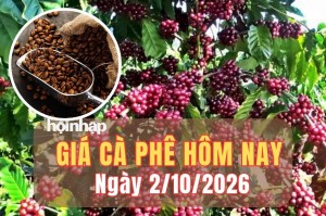 Giá cà phê hôm nay 2/10/2026: Giá cà phê trong nước tăng mạnh, robusta London trái chiều