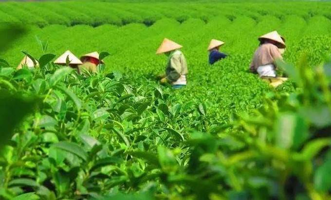 Festival Trà Quốc tế - Thái Nguyên 2026: Khẳng định thương hiệu Việt