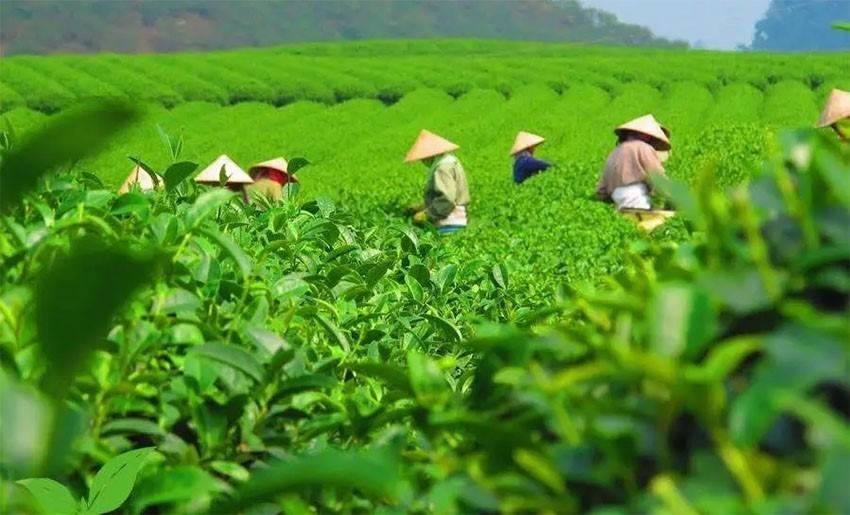 Festival Trà Quốc tế - Thái Nguyên góp phần ghi dấu ấn thương hiệu và văn hoá Việt Nam
