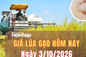 Giá lúa gạo hôm nay 3/10/2026: Giá lúa biến động trái chiều, phụ phẩm tăng nhẹ
