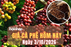 Giá cà phê hôm nay 3/10/2026: Giá cà phê trong nước giảm, thế giới đồng loạt tăng