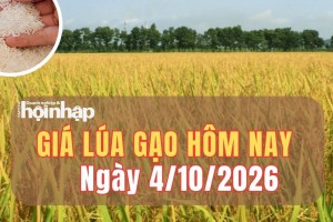 Giá lúa gạo hôm nay 4/10/2026: Giá lúa tăng giảm trái chiều, gạo xuất khẩu ổn định