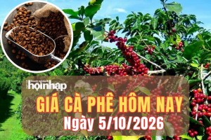Giá cà phê hôm nay 5/10/2026: Tuần qua, giá cà phê trong nước và thế giới cùng bật tăng