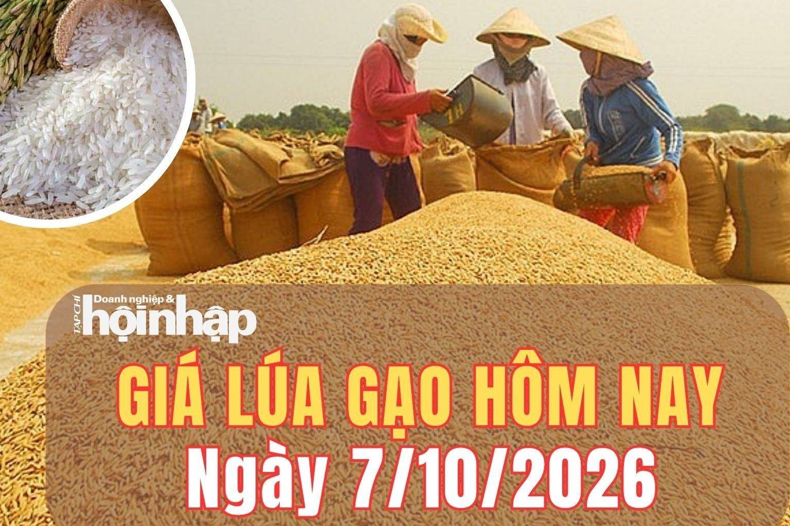 Giá lúa gạo hôm nay 7/10/2026: Giá lúa tăng, gạo nguyên liệu và phụ phẩm giảm nhẹ
