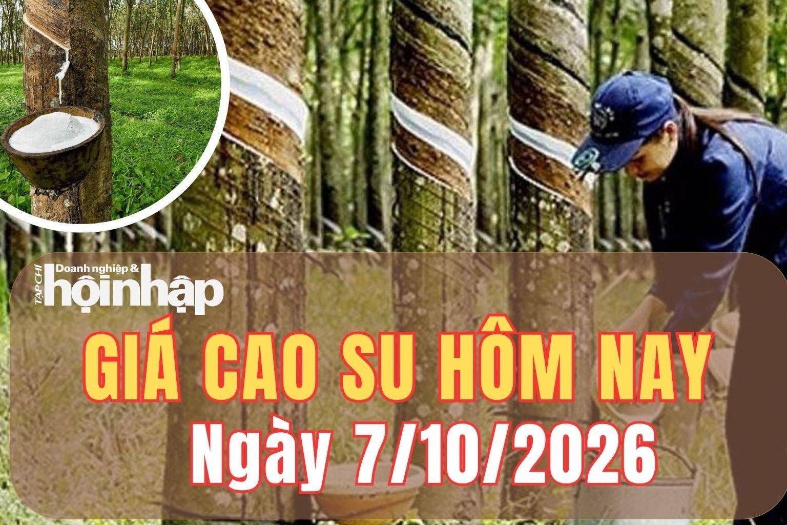 Giá cao su hôm nay 7/10/2026: Giá cao su RSS3 tăng giảm trái chiều tại các kỳ hạn