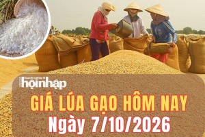 Giá lúa gạo hôm nay 7/10/2026: Giá lúa tăng, gạo nguyên liệu và phụ phẩm giảm nhẹ