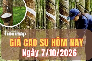 Giá cao su hôm nay 7/10/2026: Giá cao su RSS3 tăng giảm trái chiều tại các kỳ hạn