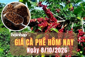 Giá cà phê hôm nay 8/10/2026: Giá cà phê thế trong nước tăng nhẹ, thế giới giảm mạnh