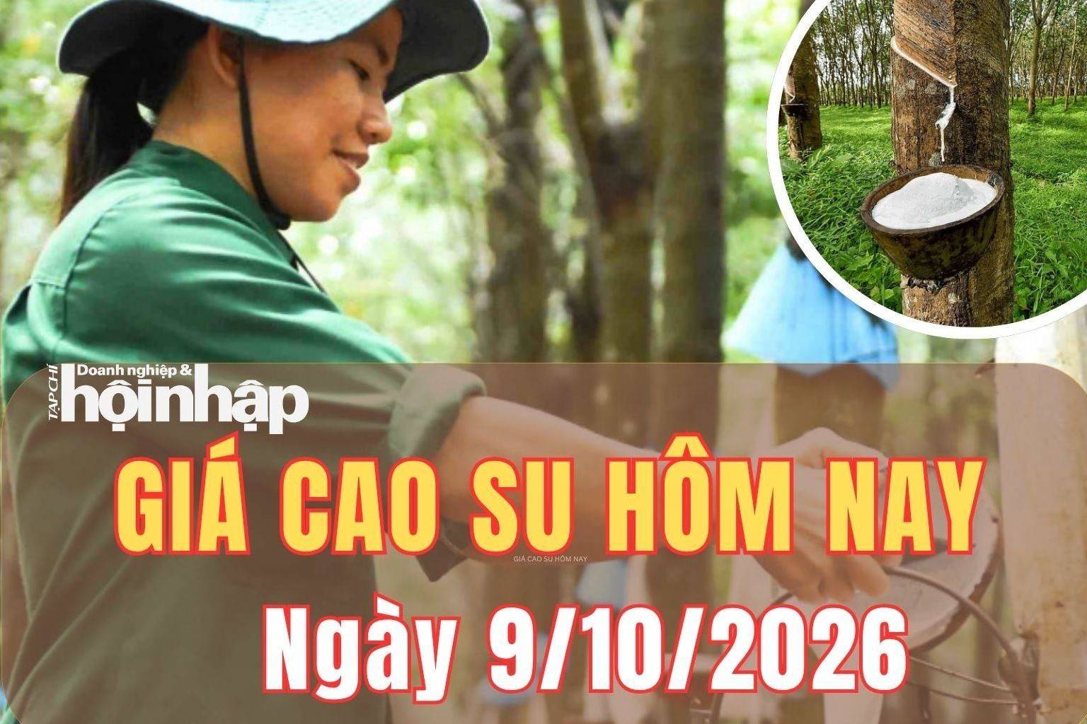 Giá cao su hôm nay 9/10/2026: Giá cao su tăng giảm trái chiều trên sàn Tocom và SHFE