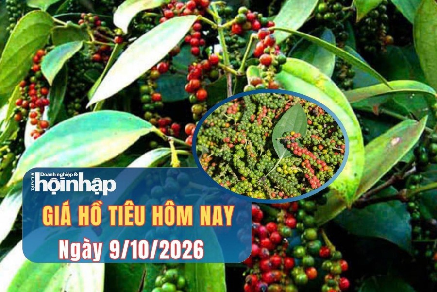 Giá tiêu hôm nay 9/10/2026: Trong nước ổn định, xuất khẩu sang Mỹ tăng mạnh