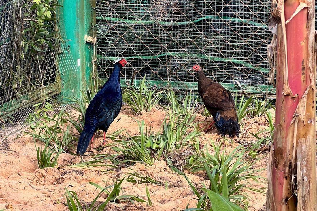 Từ hơn 4.000 cá thể đến mạng lưới bảo tồn quốc tế: Vinpearl Safari đã đi xa đến đâu sau hơn một thập kỷ?