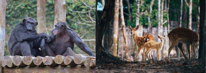 Vinpearl Safari Phú Quốc đã đón hàng ngàn cư dân được sinh ra tại đây