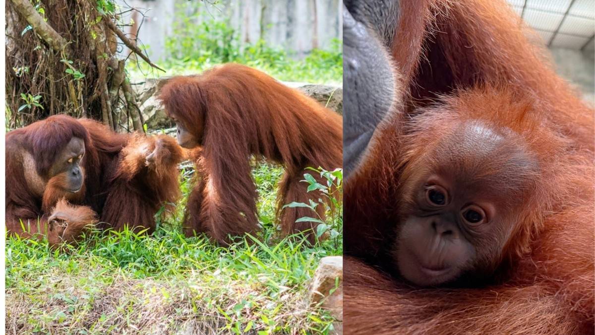 Từ hơn 4.000 cá thể đến mạng lưới bảo tồn quốc tế: Vinpearl Safari đã đi xa đến đâu sau hơn một thập kỷ?