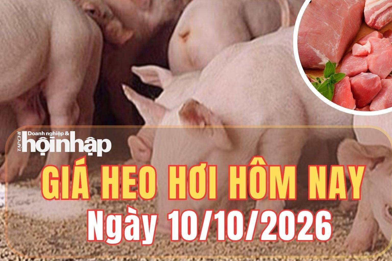 Giá heo hơi hôm nay 10/10 2026: Giá heo hơi tại miền Bắc tăng, miền Nam giảm nhẹ