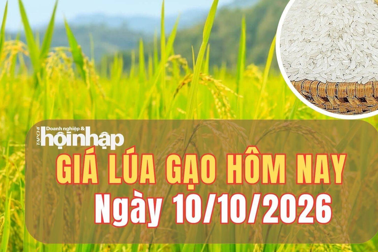 Giá lúa gạo hôm nay 10/10/2026: Giá lúa giảm, phụ phẩm tăng nhẹ
