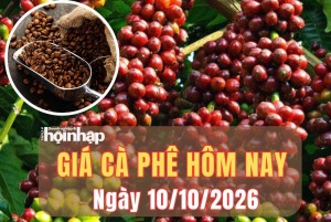 Giá cà phê hôm nay 10/10/2026: Trong nước tiếp đà giảm, robusta phục hồi giữa áp lực cung cầu