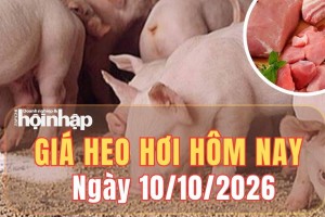 Giá heo hơi hôm nay 10/10 2026: Giá heo hơi tại miền Bắc tăng, miền Nam giảm nhẹ