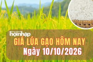 Giá lúa gạo hôm nay 10/10/2026: Giá lúa giảm, phụ phẩm tăng nhẹ