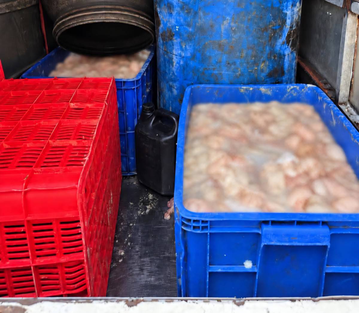 Phú Thọ: Phát hiện xe chở 820kg lòng lợn bốc mùi hôi thối