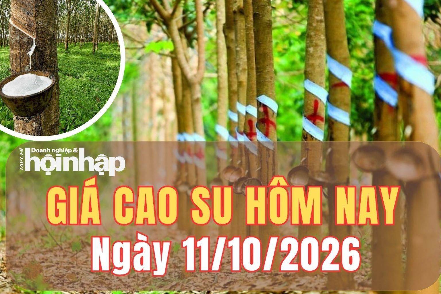 Giá cao su hôm nay 11/10/2026: Giá cao su trên sàn TOCOM biến động lệch chiều