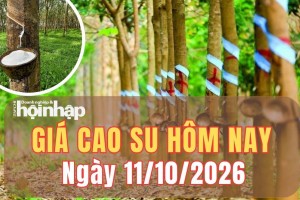 Giá cao su hôm nay 11/10/2026: Giá cao su trên sàn TOCOM biến động lệch chiều