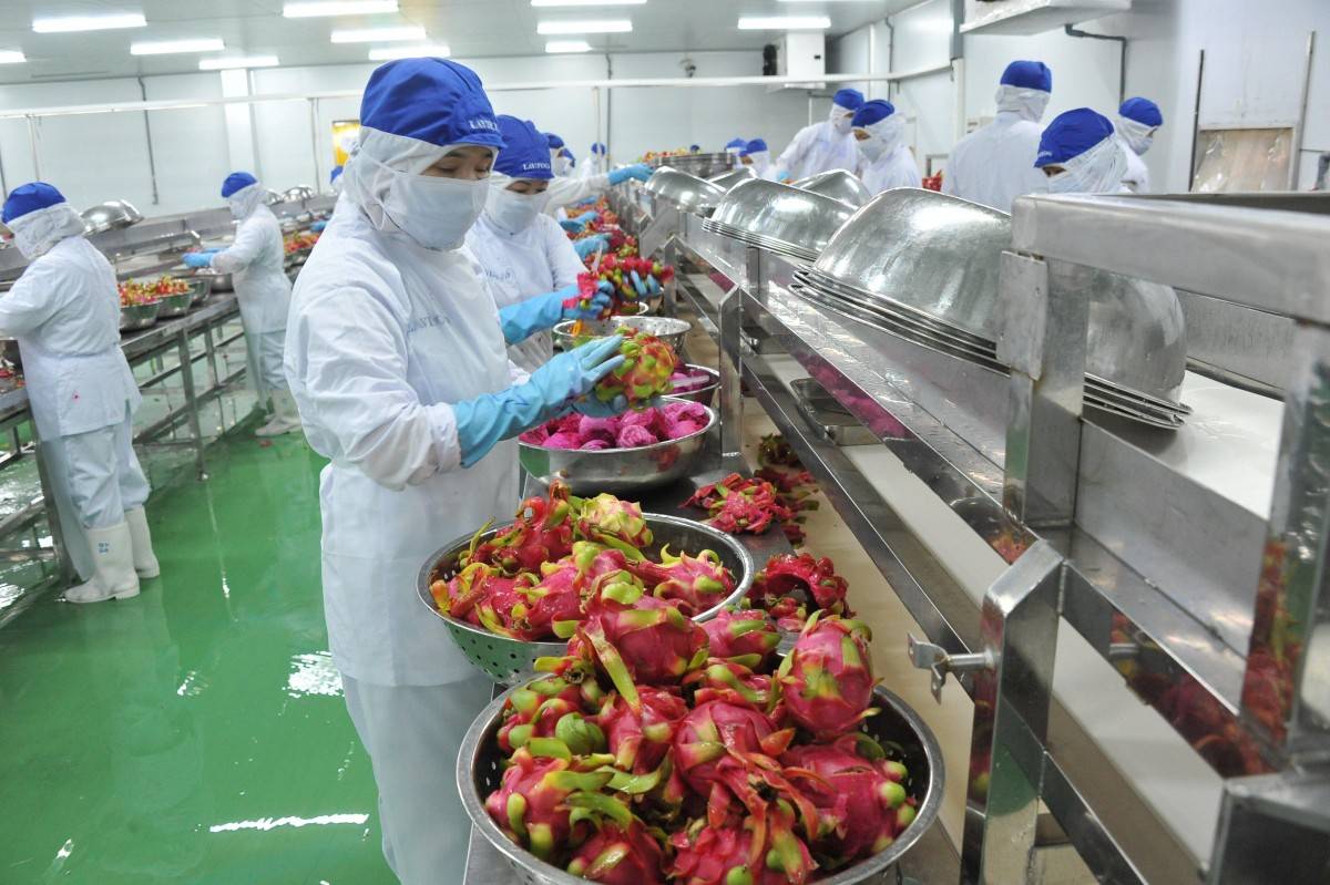 Doanh nhân nông nghiệp nhiệt đới kết nối chuỗi giá trị nông sản Việt với thanh long phục vụ xuất khẩu.