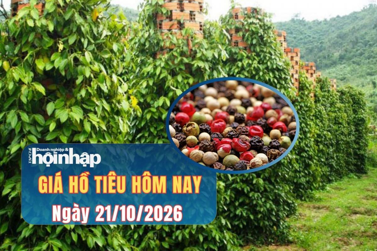 Giá tiêu hôm nay 20/10/2026: Thị trường ổn định, Việt Nam là khách hàng lớn nhất của Indonesia