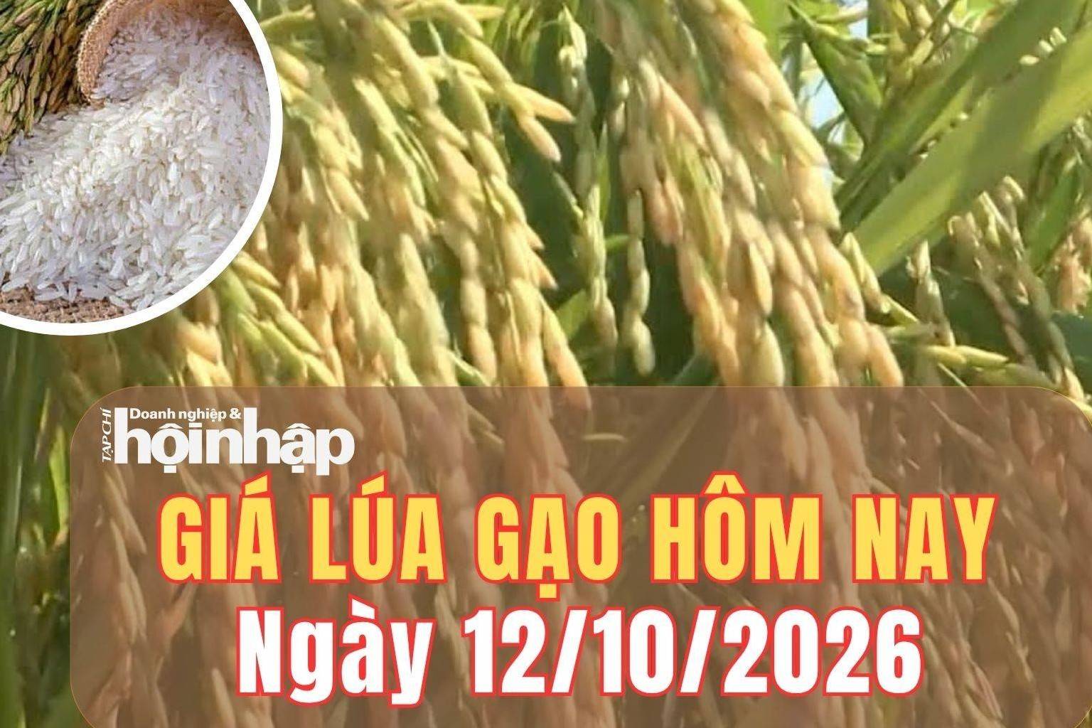 Giá lúa gạo hôm nay 12/10/2026: Giá lúa gạo trong nước bình ổn, gạo Thái Lan tăng giá vì mưa lũ
