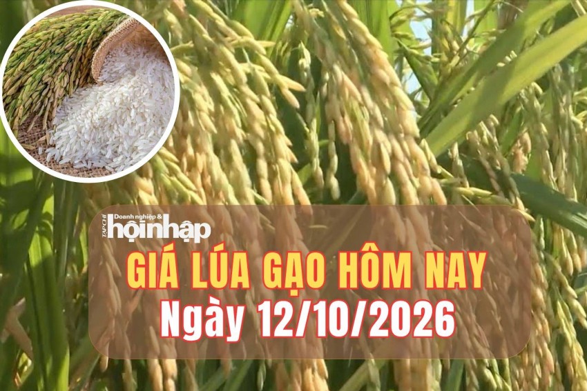 giá lúa gạo