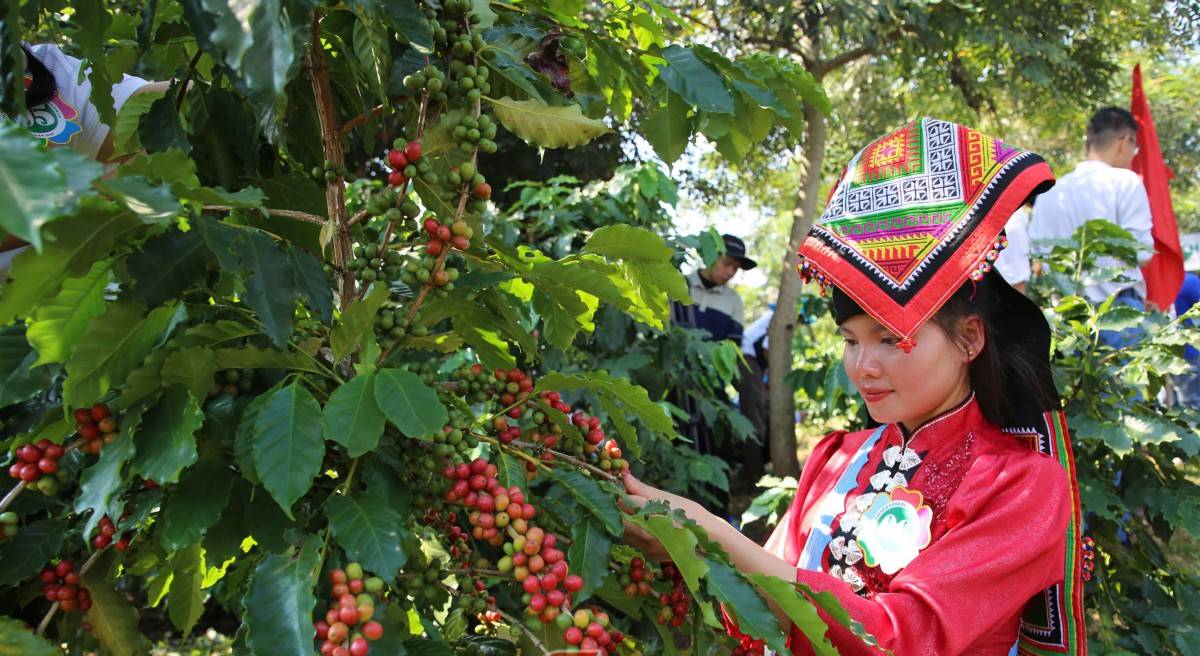 Nông dân tranh tài hái cà phê tại Sơn La